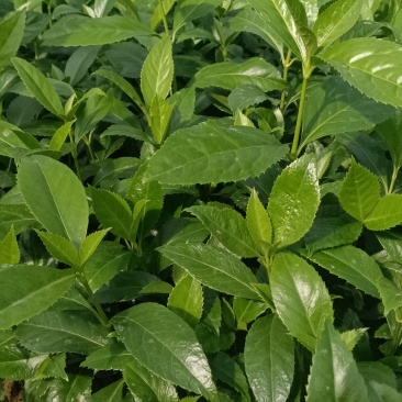 出售草珊瑚种苗