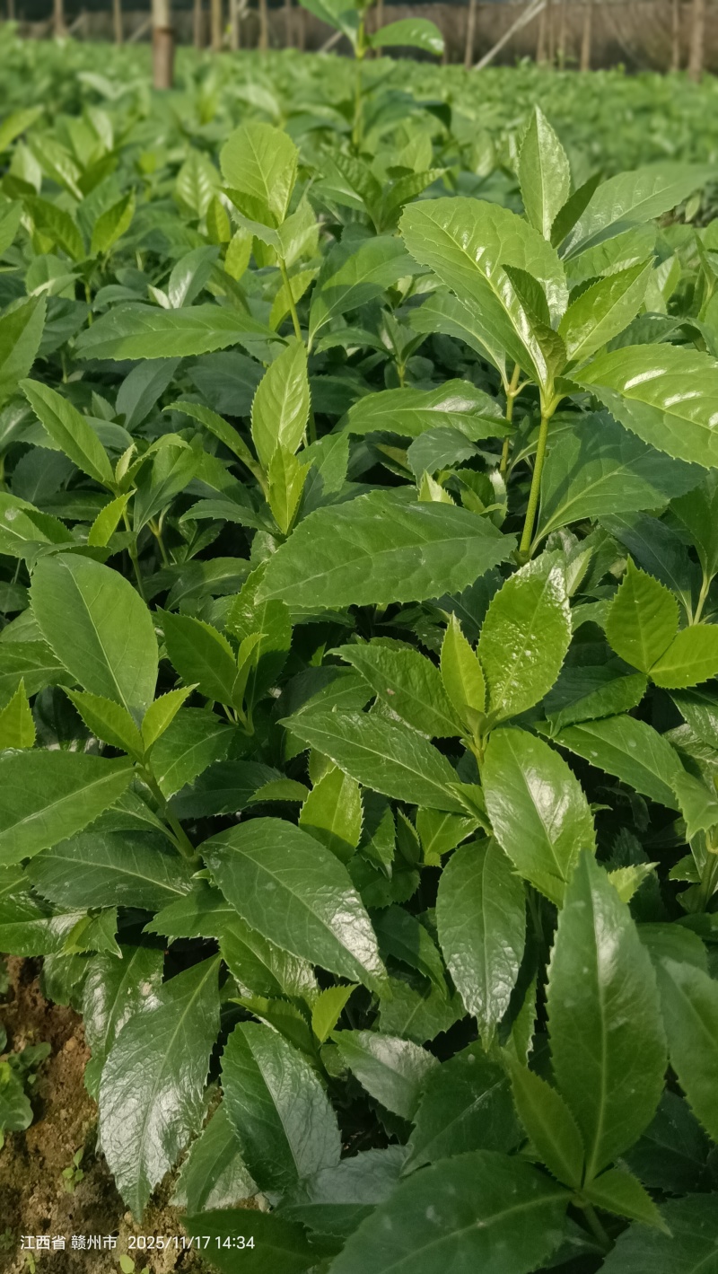 出售草珊瑚种苗
