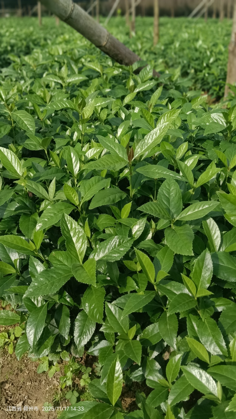 出售草珊瑚种苗
