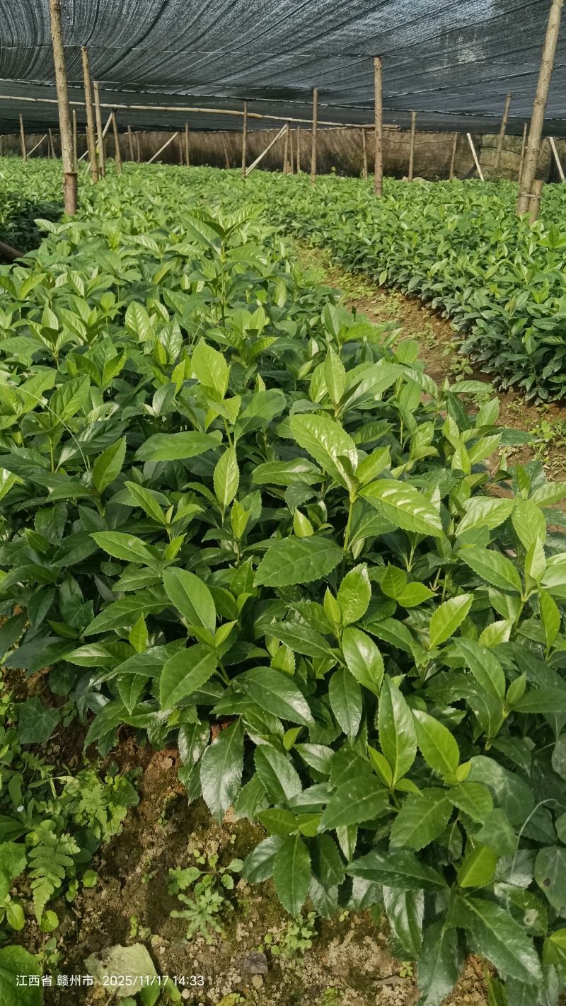 出售草珊瑚种苗