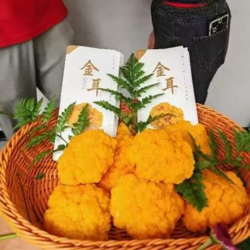 金耳一千斤
