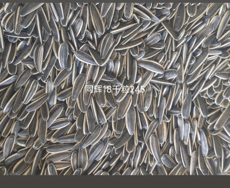 甘肃省张掖市山丹县葵花同辉和嘉粒仓都是245千粒