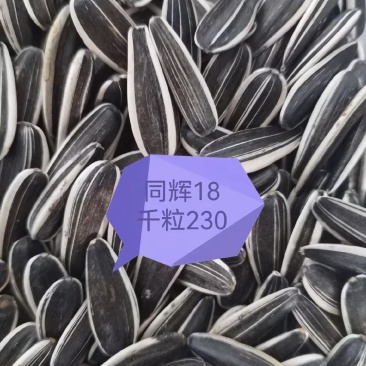 葵花（同辉和嘉粒仓都是245千粒）