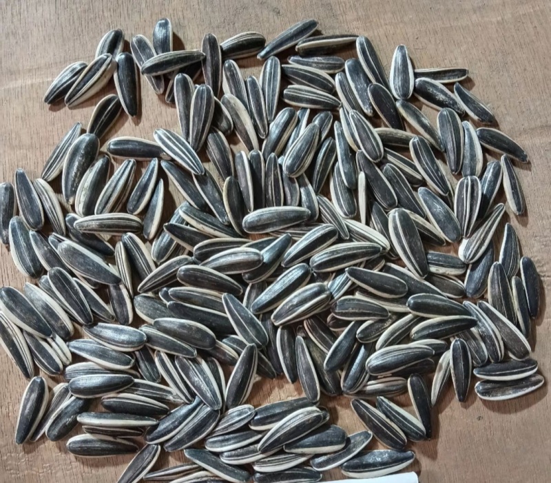 葵花（同辉和嘉粒仓都是245千粒）