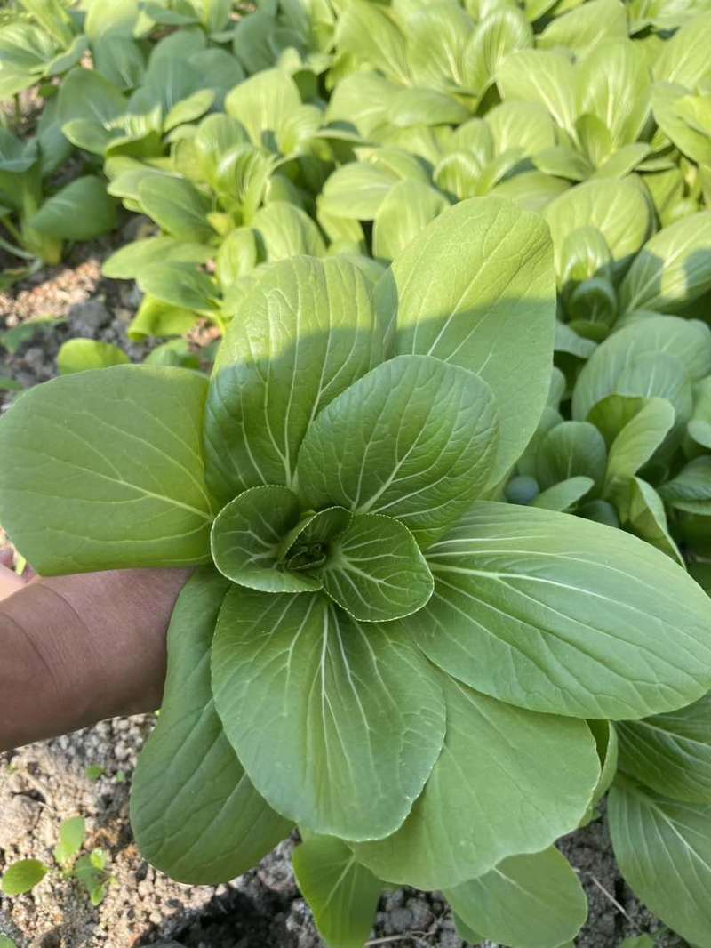 中小颗上海青