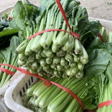 精品小白菜