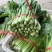 精品小白菜