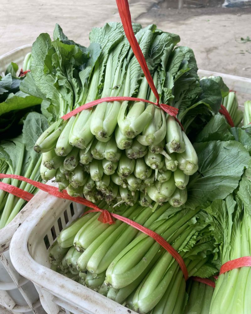 精品小白菜