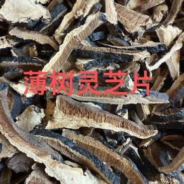 各种规格灵芝原货水洗货切片野生灵芝灵芝孢子粉大量批发长期供应