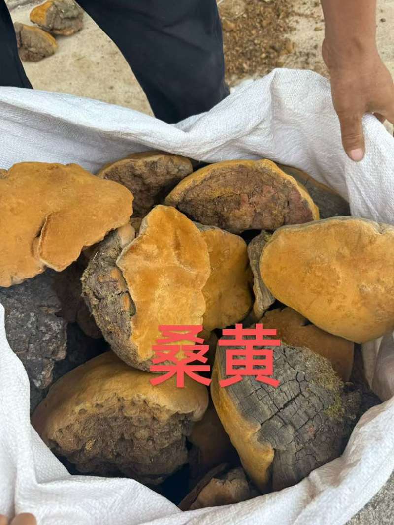 各种规格灵芝原货水洗货切片野生灵芝灵芝孢子粉大量批发长期供应