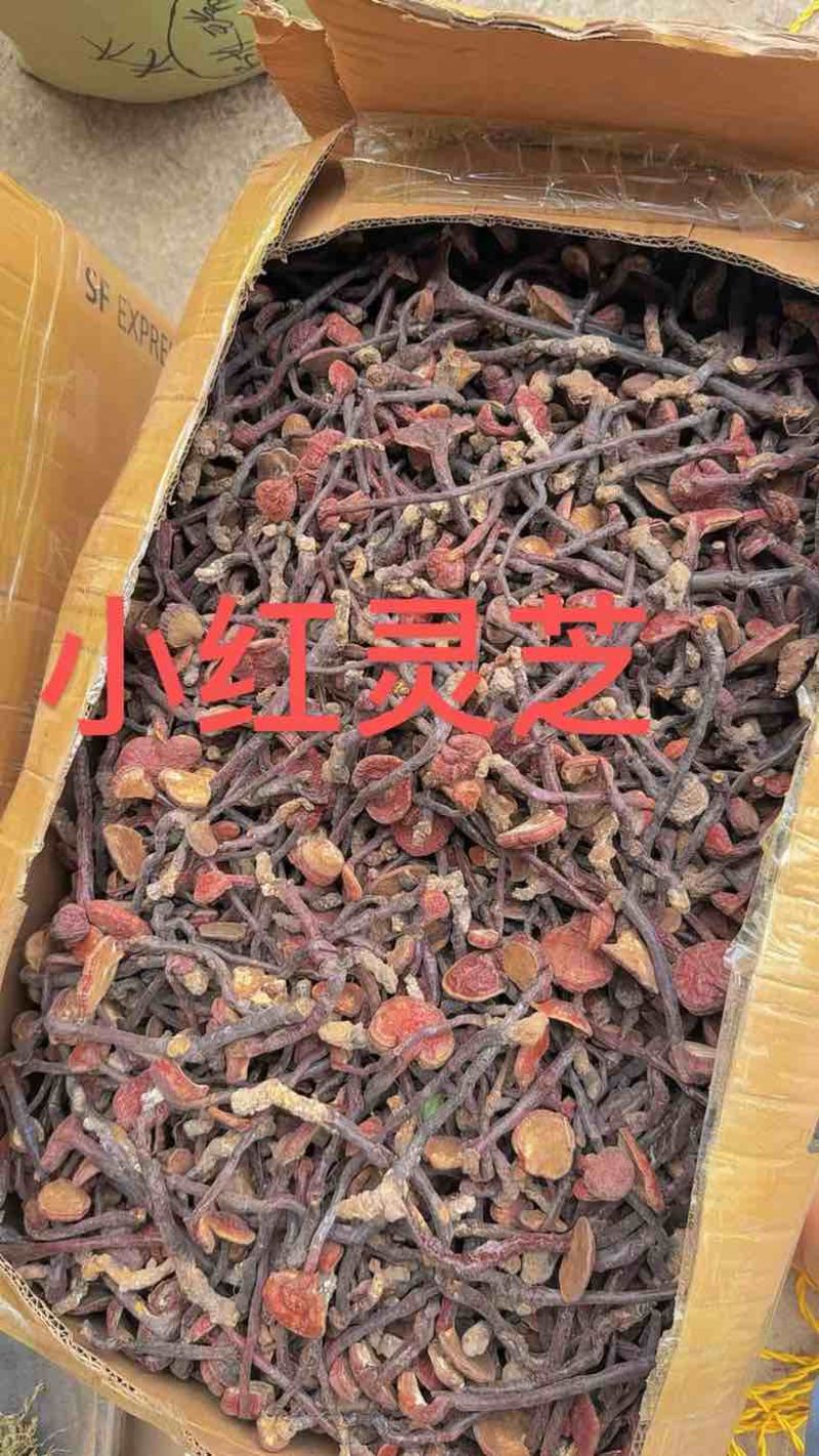 各种规格灵芝原货水洗货切片野生灵芝灵芝孢子粉大量批发长期供应