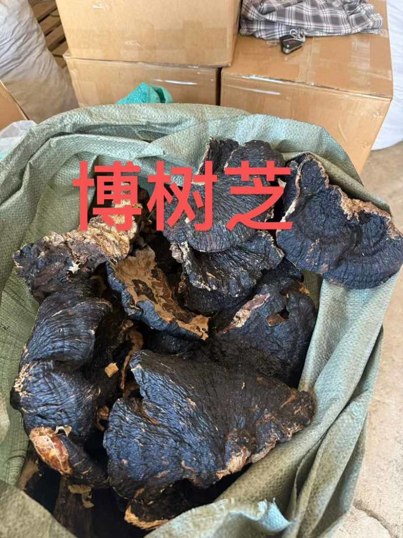 各种规格灵芝原货水洗货切片野生灵芝灵芝孢子粉大量批发长期供应