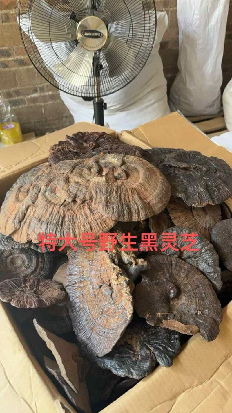 各种规格灵芝原货水洗货切片野生灵芝灵芝孢子粉大量批发长期供应
