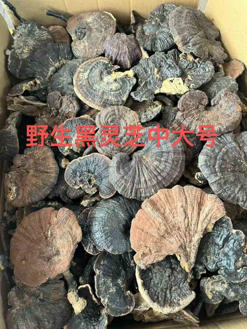 各种规格灵芝原货水洗货切片野生灵芝灵芝孢子粉大量批发长期供应