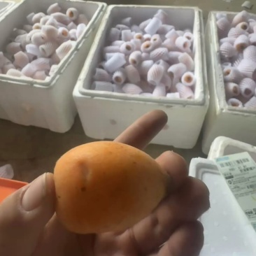 （蒙自枇杷）产地直发新鲜现摘现发蒙自五星枇杷