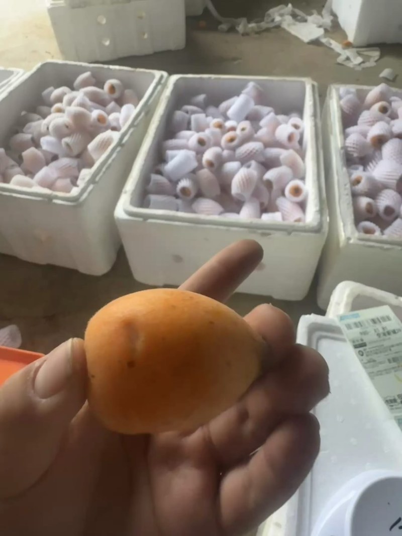 （蒙自枇杷）产地直发新鲜现摘现发蒙自五星枇杷