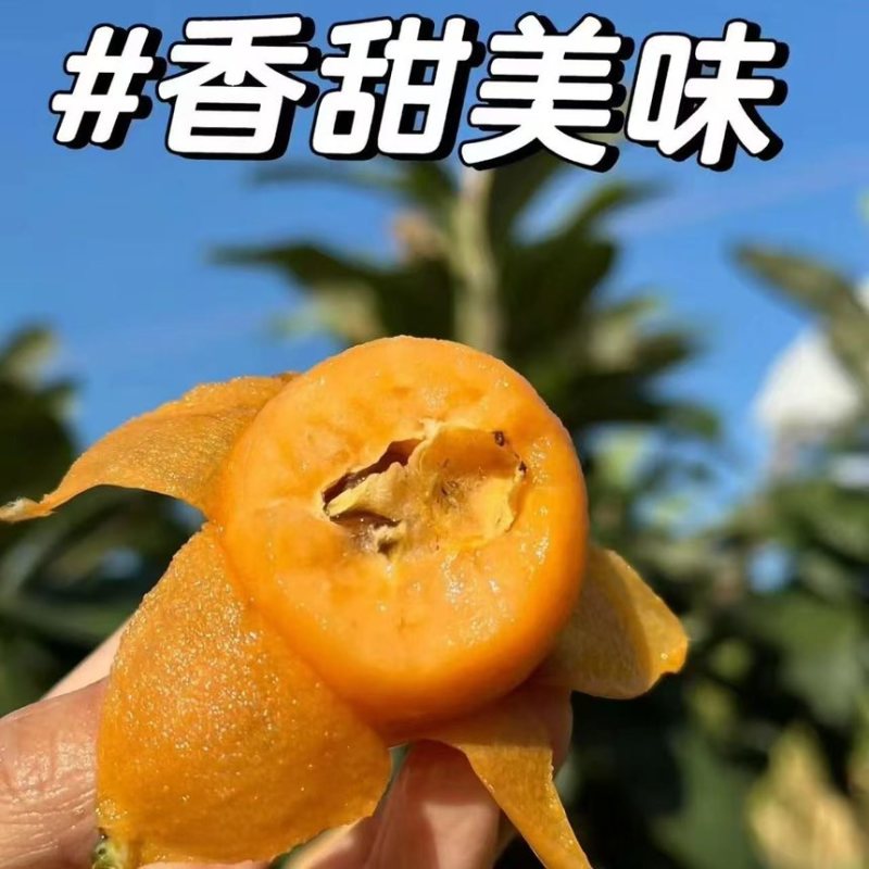 （蒙自枇杷）产地直发新鲜现摘现发蒙自五星枇杷