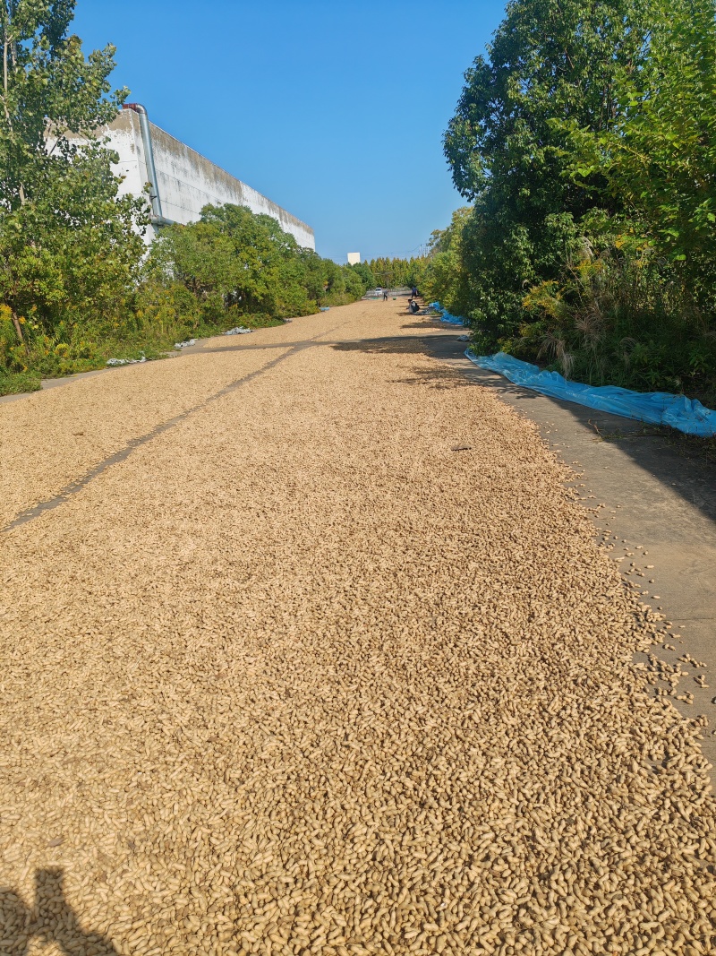 天府三号小花生