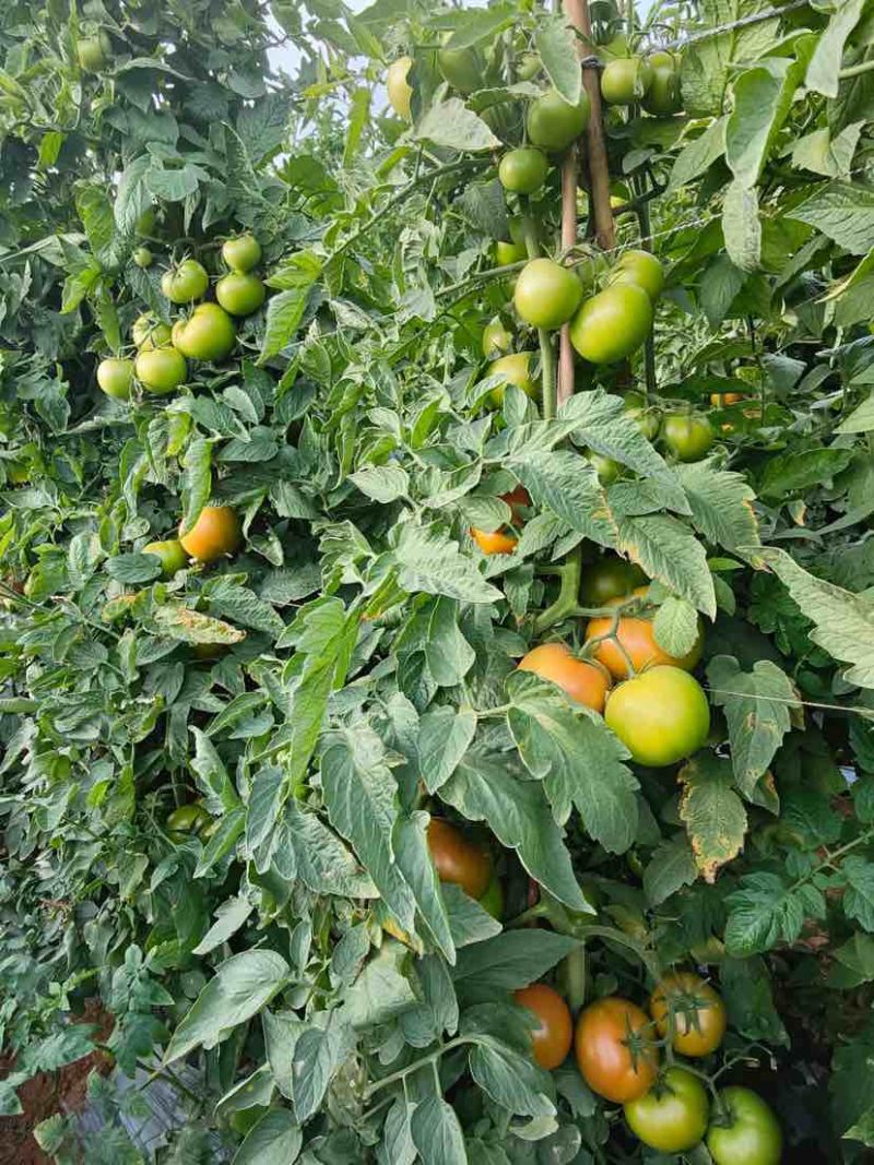 云南元谋冬枣蔬菜之乡精品西红柿粉果红果都有货
