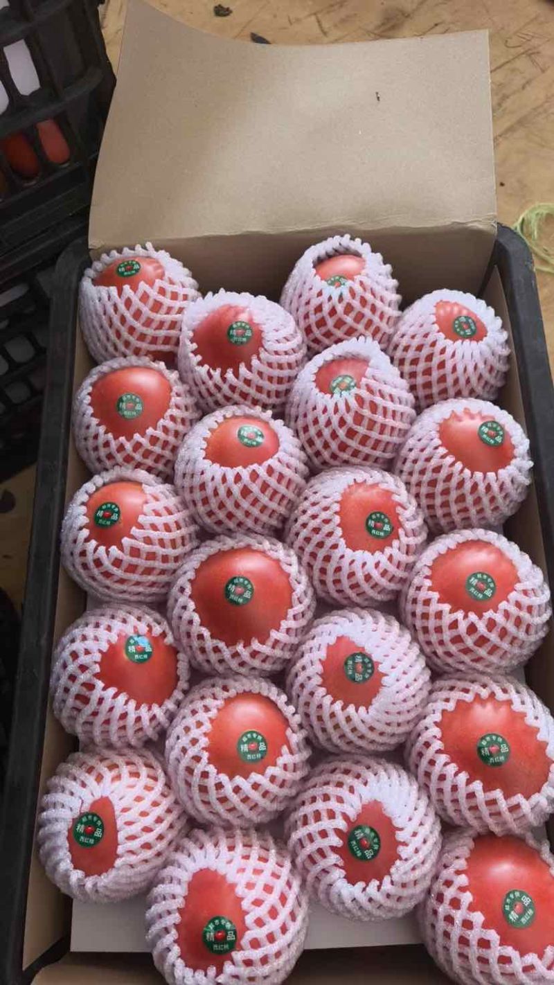 云南元谋冬枣蔬菜之乡精品西红柿粉果红果都有货