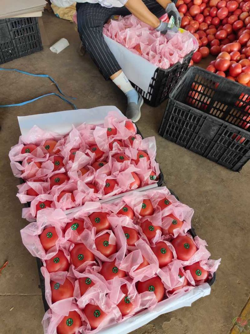 云南元谋冬枣蔬菜之乡精品西红柿粉果红果都有货