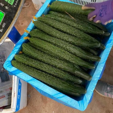云南元谋6万亩越冬黄瓜大量上市了口感好质量优质