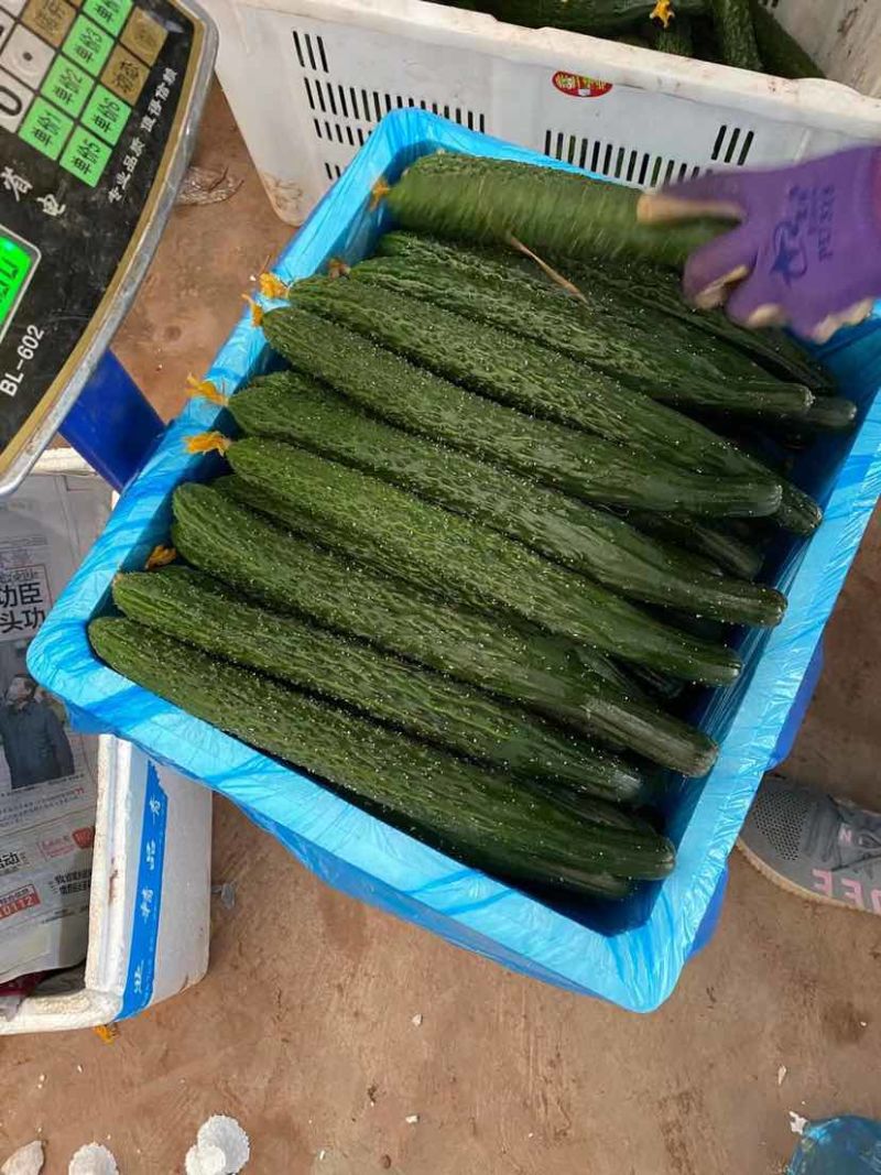 云南元谋6万亩越冬黄瓜大量上市了口感好质量优质