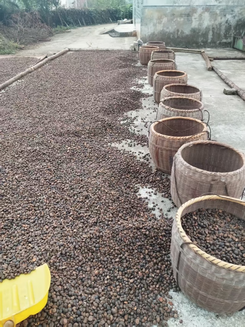 安福山茶油