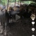福建连江自养在山上的黄牛