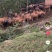 福建连江自养在山上的黄牛