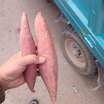 本地精品西瓜红蜜薯大量现货，