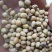 高山米豆农村自己种的