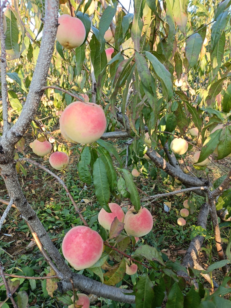 四川脆甜冬桃