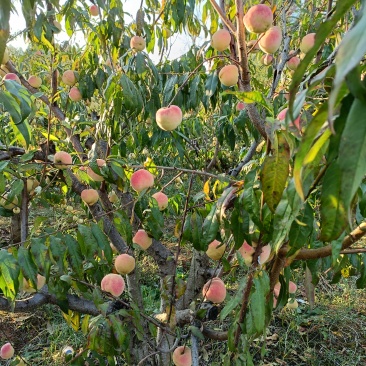 四川脆甜冬桃