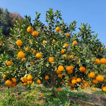 四川春见耙耙柑