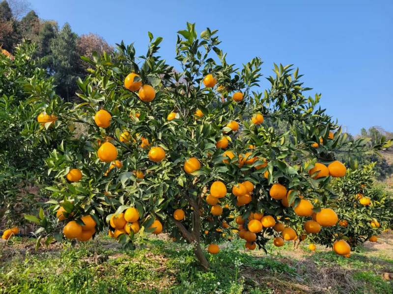 四川春见耙耙柑