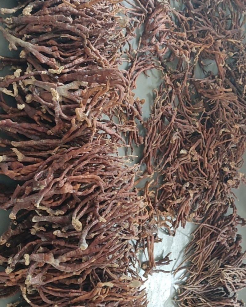 鹿角灵芝