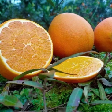 湖南脐橙