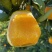 湖南脐橙