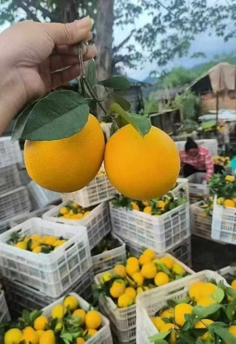 赣南脐橙
