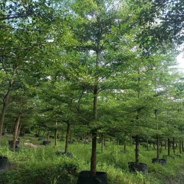 小叶榄仁全冠8-15分，大量低价出售