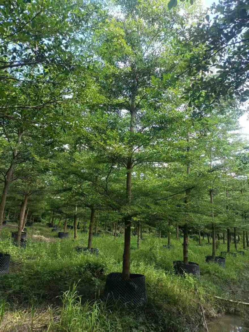 小叶榄仁全冠8-15分，大量低价出售