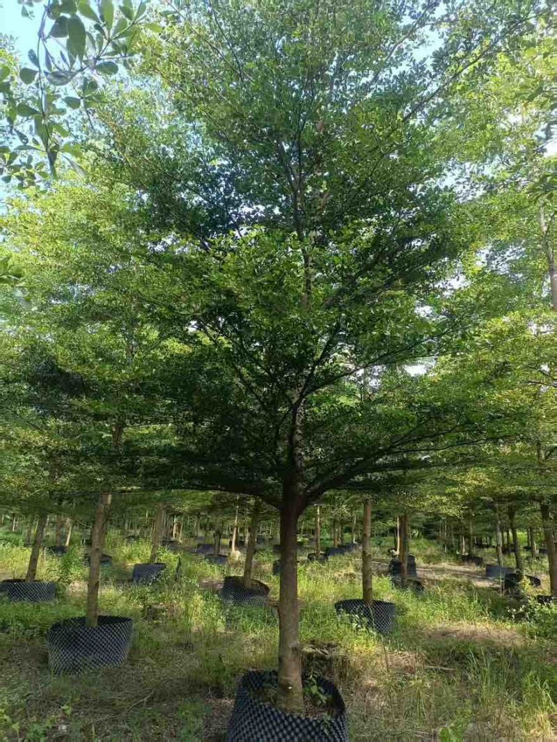 小叶榄仁全冠8-15分，大量低价出售