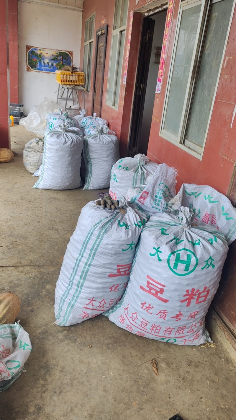 云南薄皮核桃