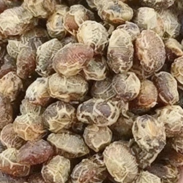 酱豆