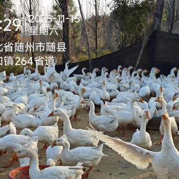 湖北随州500只三花大鹅，170天，均重8斤左右