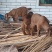 散放的山羊！