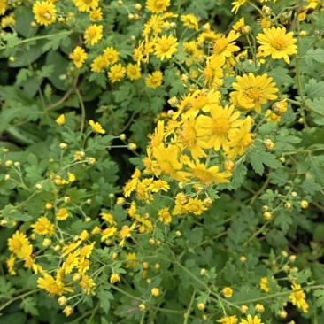 野菊花
