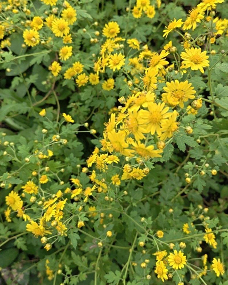 野菊花