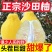 【纯甜无酸】正宗白心沙田柚新鲜柚子批发价护国沙田柚大果非容县